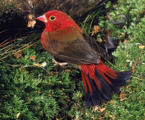 red-bird-with-yellow-wings