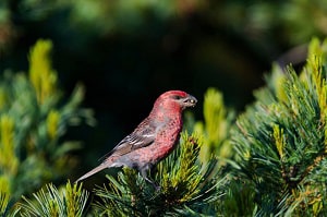 red-bird-yellow-beak