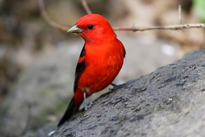 red-birds-in-ny