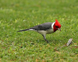 red-birds-in-virginia