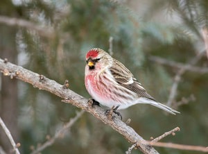 red-birds-names