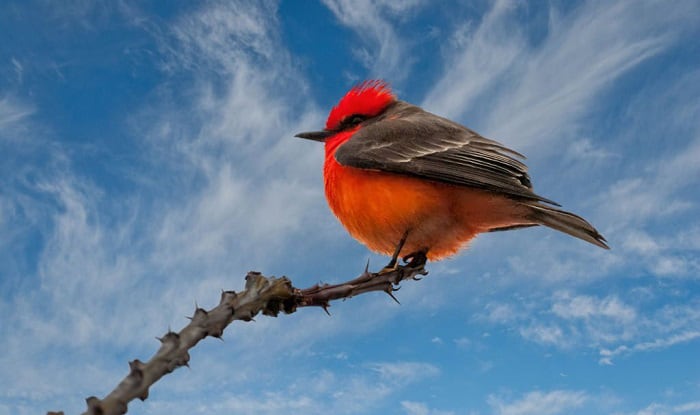 red birds of north america