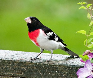 red-capped-birds-of-north-america