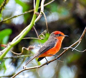 red-crested-birds-north-america