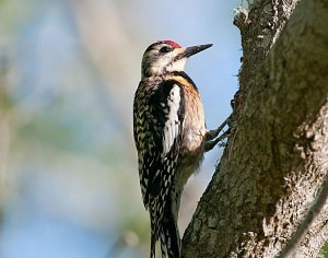 red-headed-woodpecker-arizona