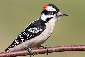 red-headed-woodpecker-michigan