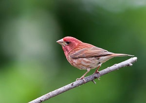 red-small-bird