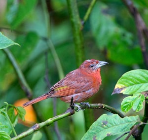 red-throated-birds-north-america