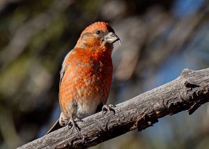 small-birds-that-look-like-cardinals