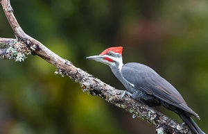 small-black-bird-with-red-head