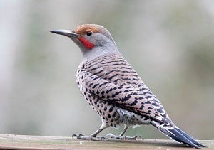 small-woodpecker