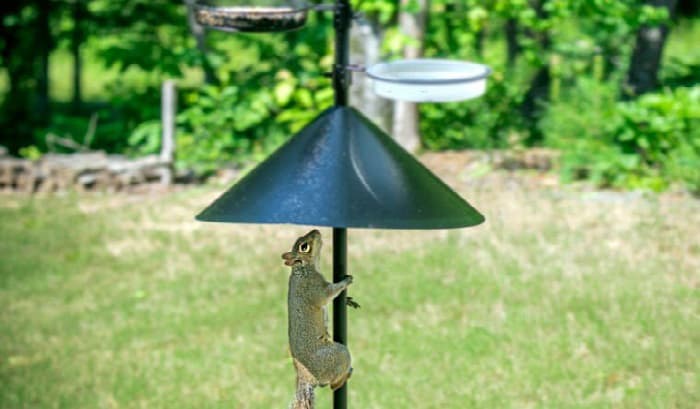 squirrel-baffle-for-bird-feeder