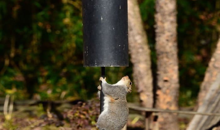 squirrel-guard-for-bird-feeder