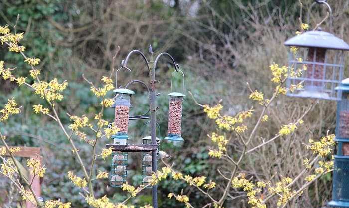 squirrel-proof-bird-feeder-pole