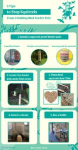 How to Stop Squirrels From Climbing Bird Feeder Pole? (5 Tips)