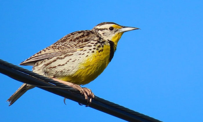 state-bird-for-montana