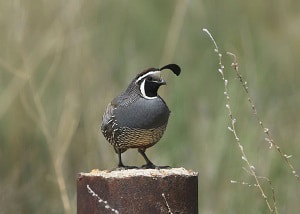 thistle-seeds-for-birds