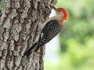 types-of-red-birds