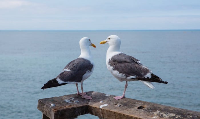 utah-gulls