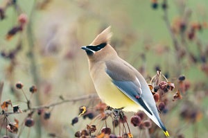 what-bird-looks-like-a-cardinal-but-is-yellow