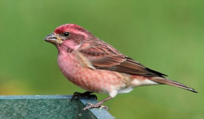 what birds eat thistle seed