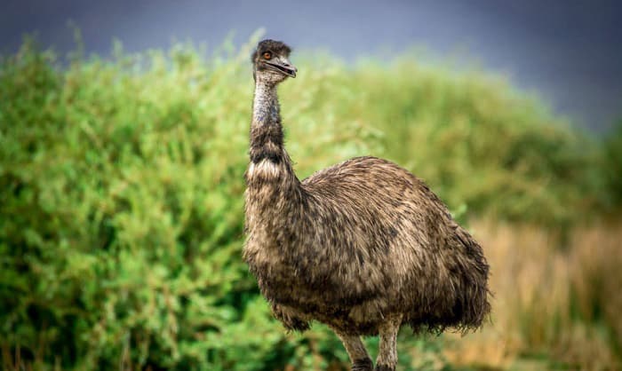 what do emu birds eat