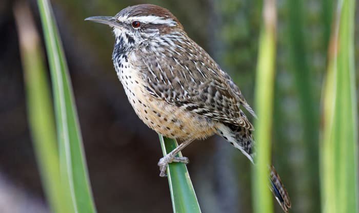 what is the state bird of arizona