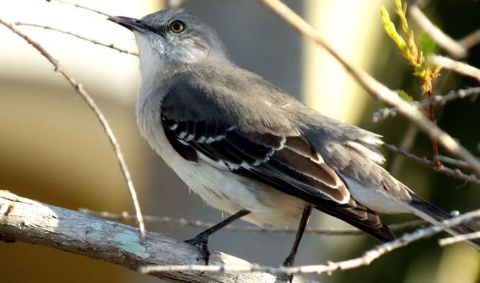What Is the State Bird of Florida? – Northern Mockingbird Facts