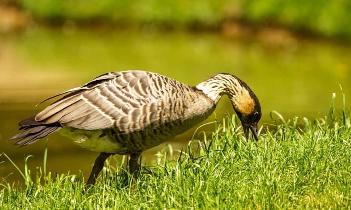 what is the state bird of hawaii