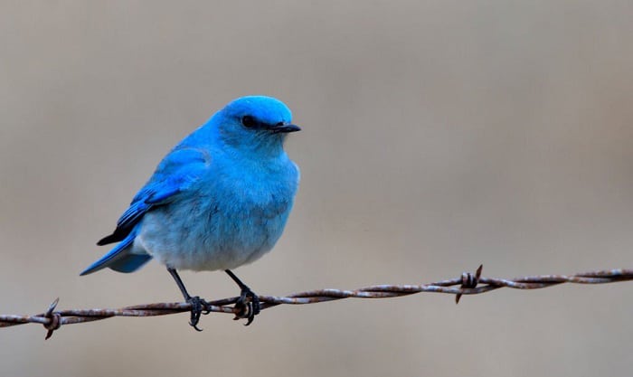 what is the state bird of idaho