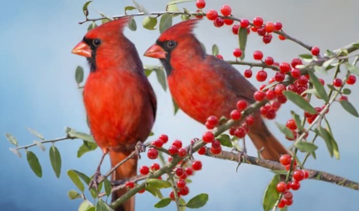 What Is the State Bird of Kentucky? – Northern Cardinal