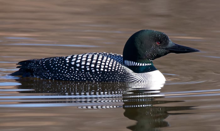 what is the state bird of minnesota