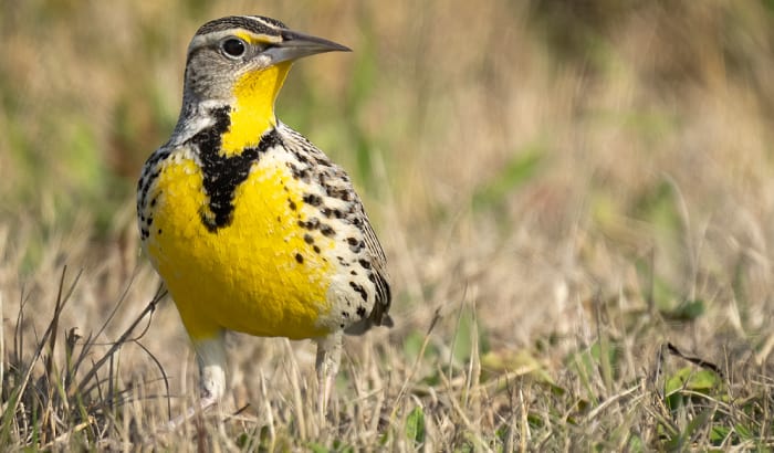 what is the state bird of montana
