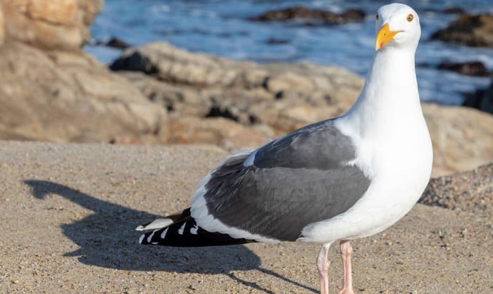 what is the state bird of utah