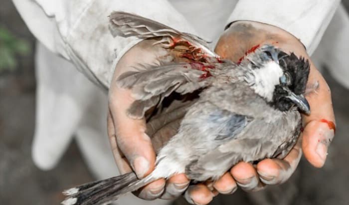 what to do if you find an injured bird