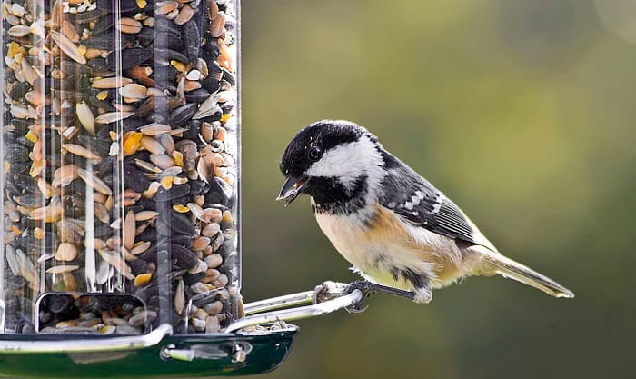 where is the best place to put a bird feeder