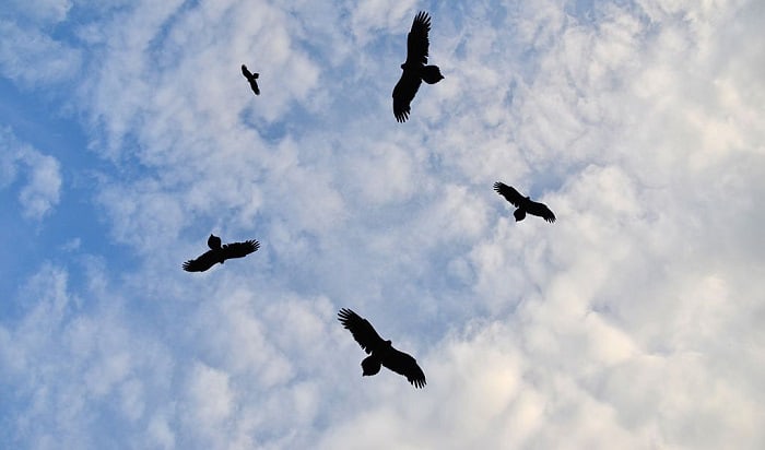 why-do-flocks-of-birds-fly-in-circles