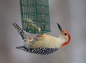 woodpecker-maryland-sounds