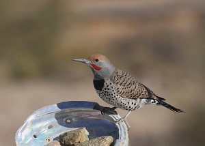 woodpecker-mating-season-arizona