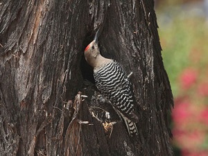 woodpeckers-are-in-Phoenix