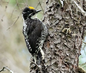 woodpeckers-are-native-to-Arizona