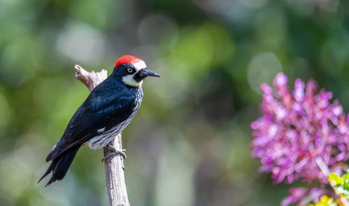 woodpeckers in arizona