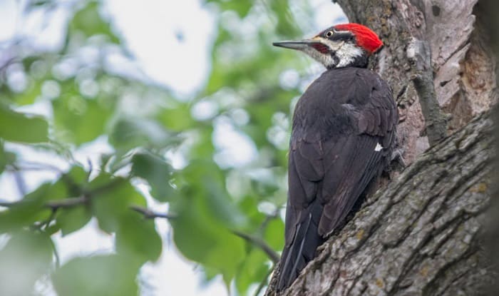 woodpeckers in maryland