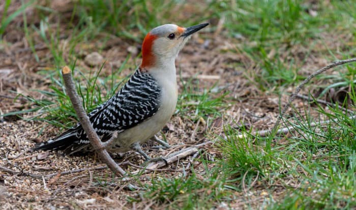 woodpeckers in michigan