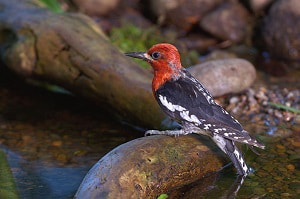 woodpeckers-in-northern-arizona