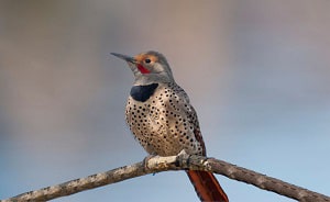 woodpeckers-in-phoenix