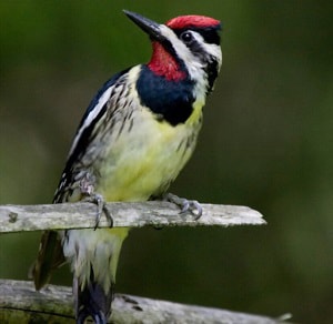 woodpeckers-rare-in-Maryland