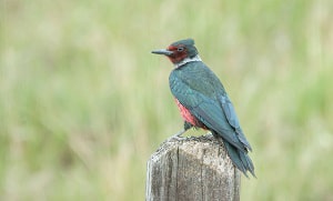 yuma-az-woodpecker