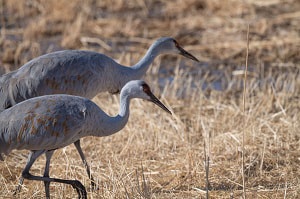 american-birds