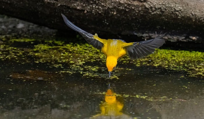 baby-birds-drink-water